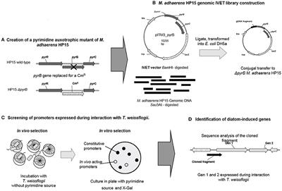 Identification of Bacterial Genes Expressed During Diatom-Bacteria Interactions Using an in Vivo Expression Technology Approach